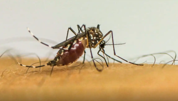 Com aumento de casos de dengue, SES alerta população sobre importância da prevenção e combate ao mosquito Aedes aegypti