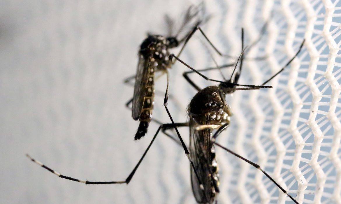 Secretária diz que capital vive epidemia de dengue, chikungunya e covid